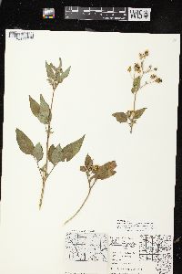 Bidens pilosa image