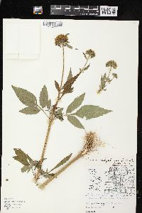 Bidens vulgata image