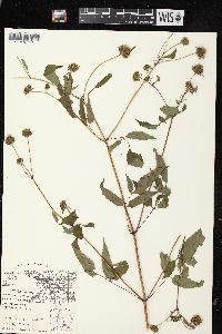 Bidens vulgata image