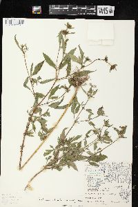 Bidens vulgata image