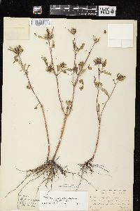 Bidens vulgata image