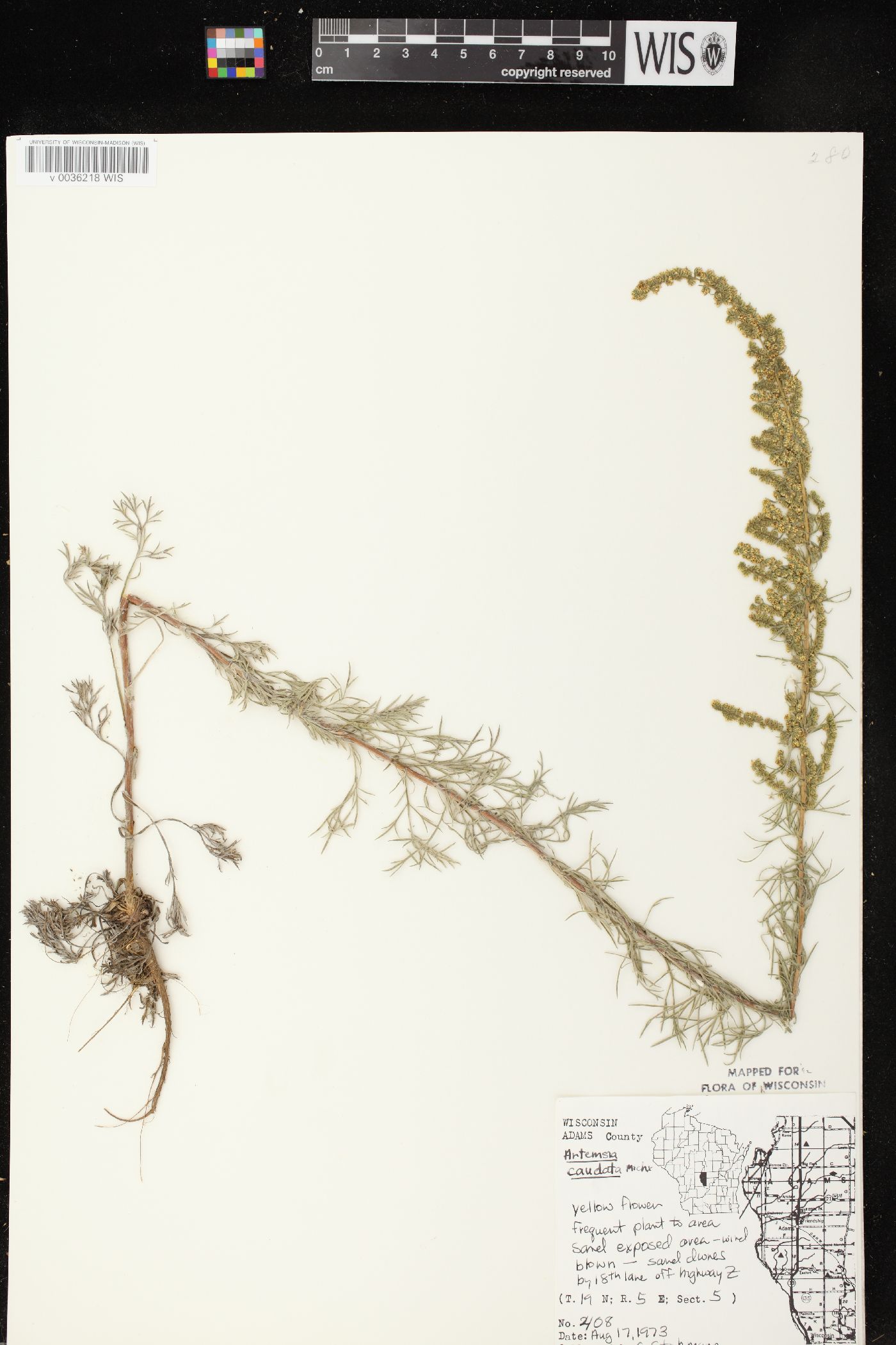 Artemisia campestris subsp. caudata image