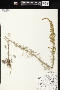 Artemisia campestris subsp. caudata image