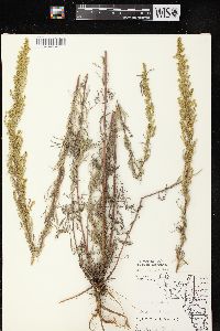 Artemisia campestris image