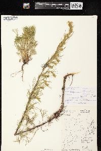 Artemisia campestris subsp. caudata image