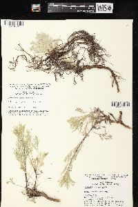 Artemisia campestris image