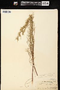 Artemisia campestris subsp. caudata image