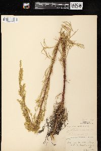 Artemisia campestris subsp. caudata image