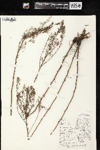 Artemisia campestris image