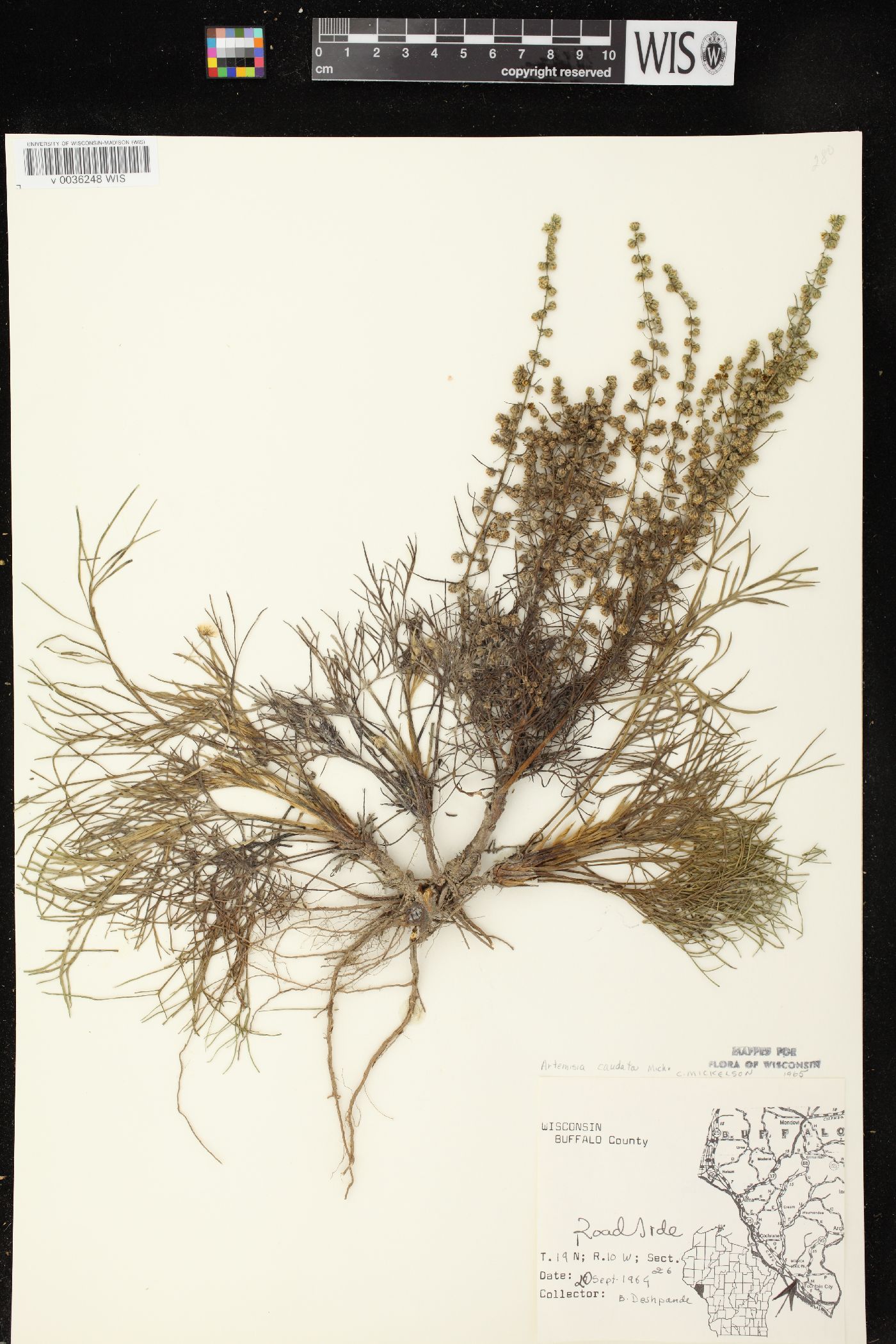 Artemisia campestris subsp. caudata image