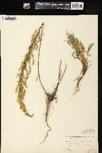 Artemisia campestris image