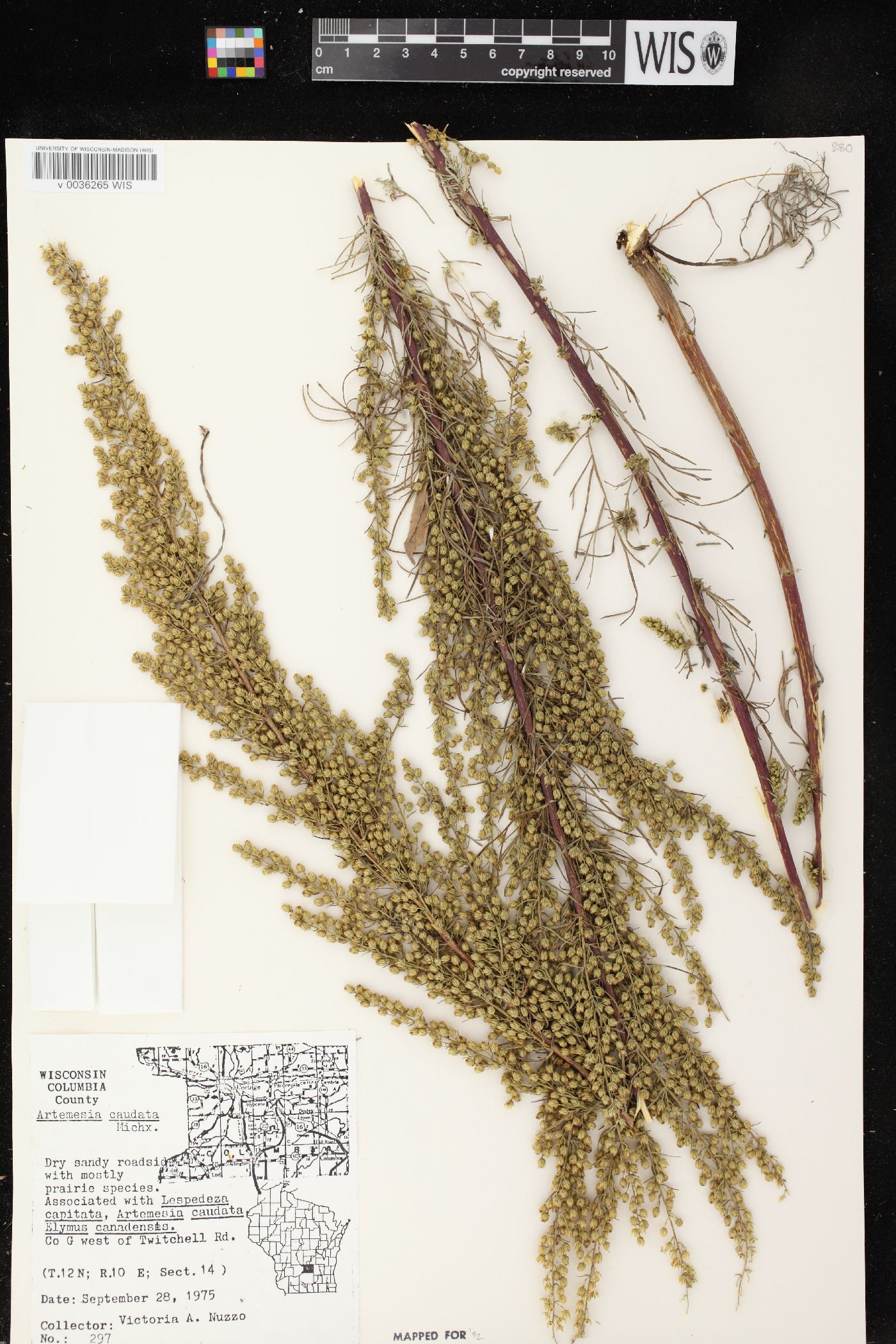 Artemisia campestris subsp. caudata image