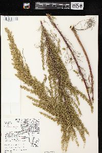 Artemisia campestris image