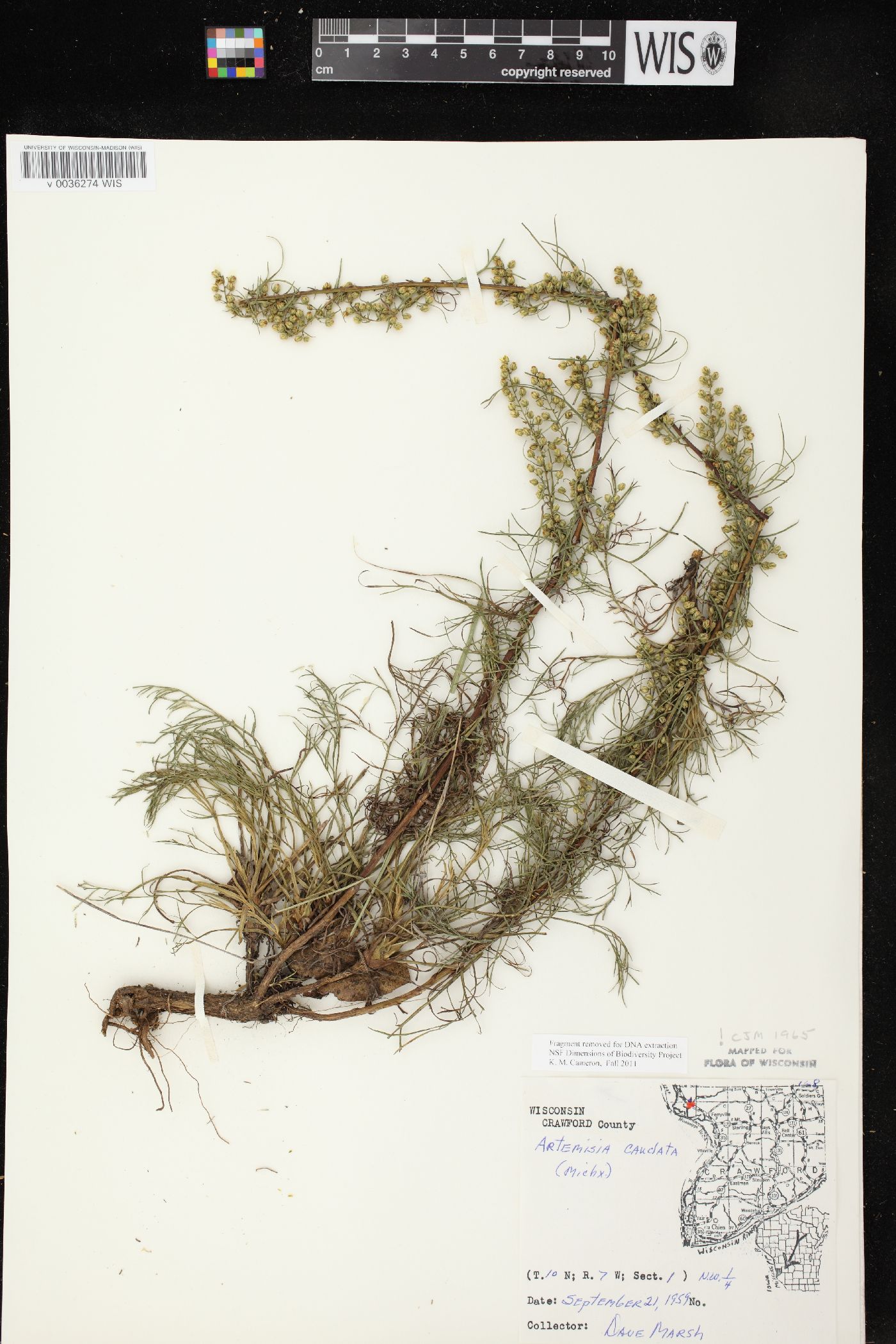 Artemisia campestris subsp. caudata image