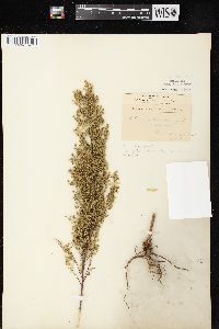 Artemisia campestris image