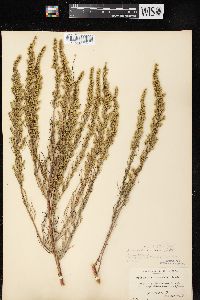 Artemisia campestris image