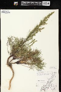 Artemisia campestris subsp. caudata image