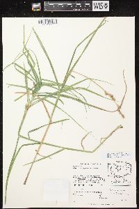 Carex muskingumensis image