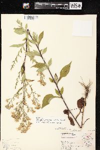 Aster ciliolatus image