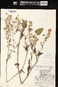 Aster ciliolatus image