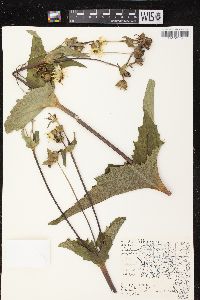 Silphium perfoliatum image