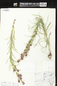 Liatris cylindracea image