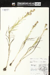 Liatris cylindracea image