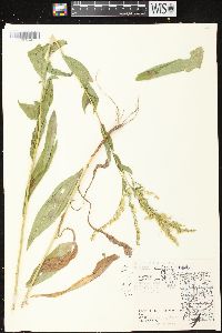 Solidago ulmifolia var. ulmifolia image