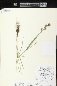 Liatris cylindracea image