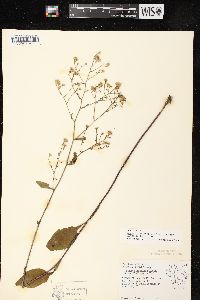 Aster ciliolatus image