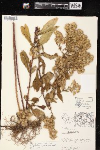 Aster ciliolatus image