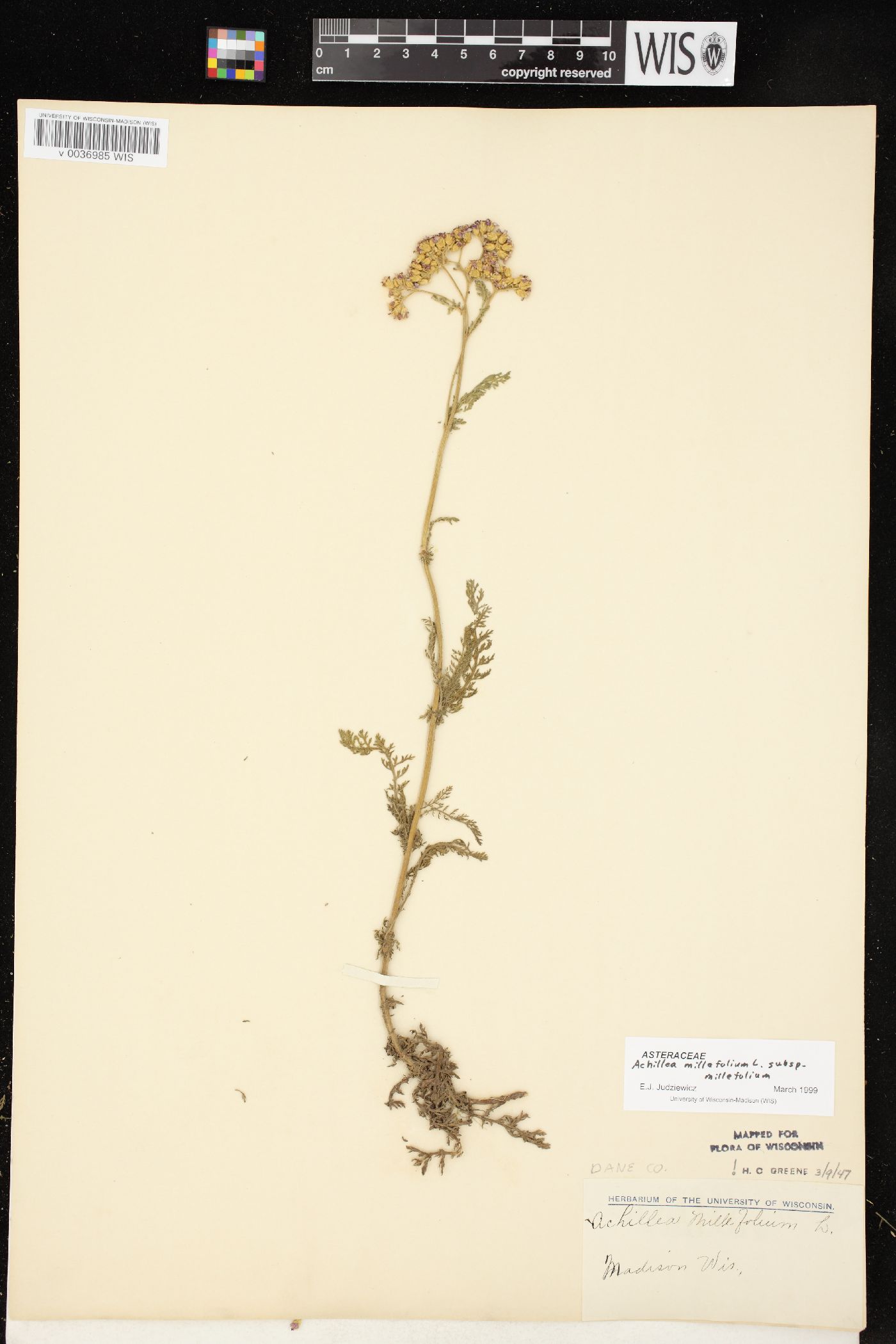 Achillea millefolium subsp. millefolium image