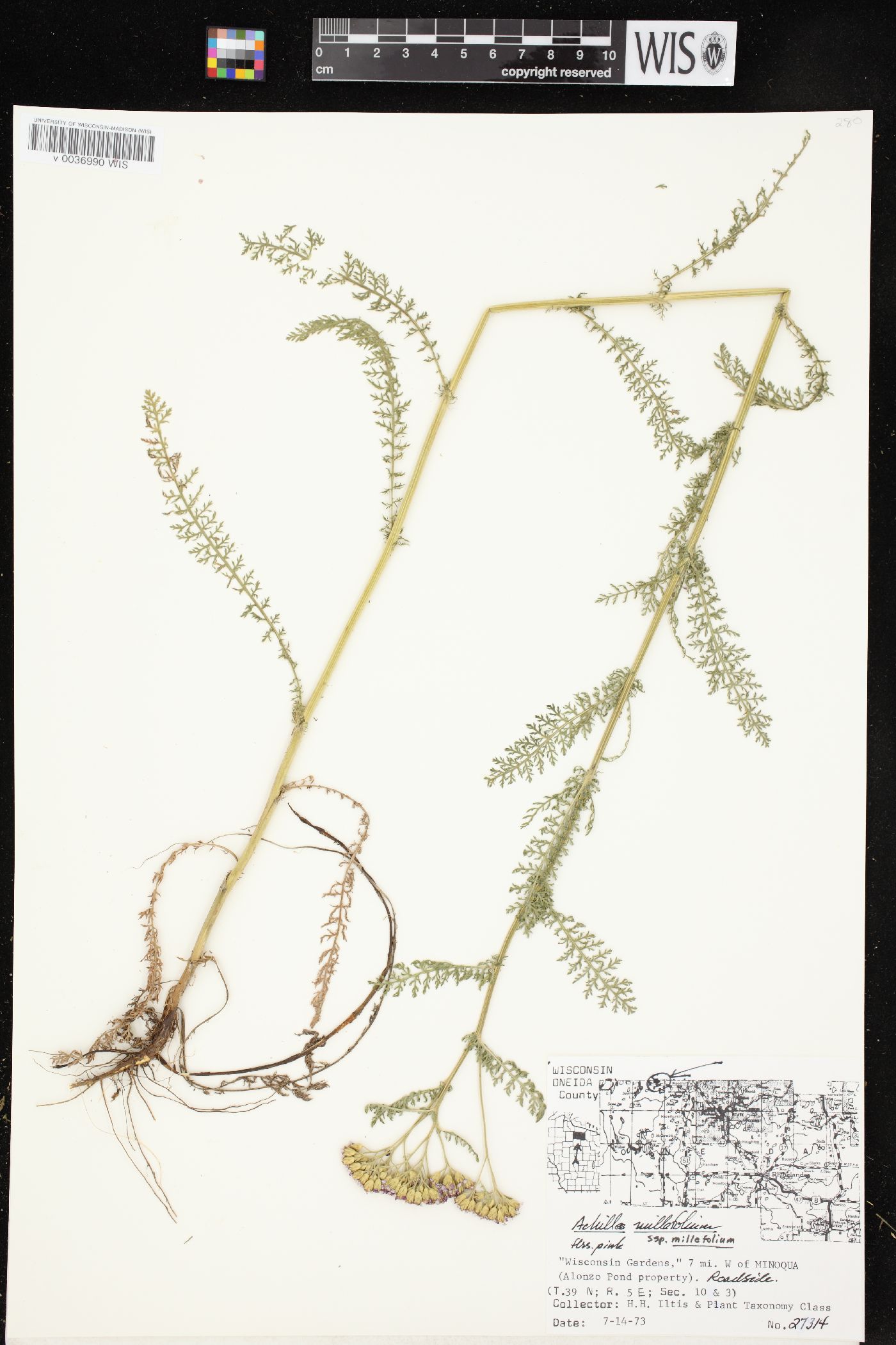 Achillea millefolium subsp. millefolium image