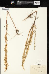 Artemisia campestris image