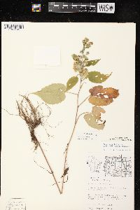 Symphyotrichum cordifolium image