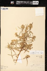 Symphyotrichum lanceolatum var. hesperium image