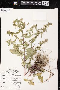 Symphyotrichum lateriflorum var. lateriflorum image