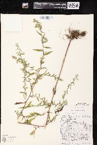 Symphyotrichum lateriflorum var. lateriflorum image