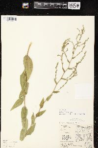 Symphyotrichum laeve var. laeve image