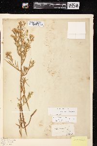 Symphyotrichum lateriflorum var. hirsuticaule image