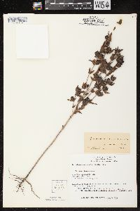 Image of Tomanthera auriculata