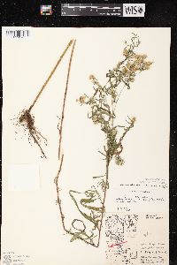 Symphyotrichum lateriflorum var. hirsuticaule image