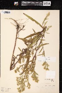 Symphyotrichum lateriflorum var. hirsuticaule image