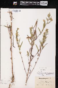 Symphyotrichum lateriflorum var. hirsuticaule image