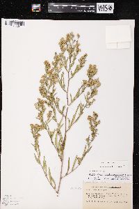 Symphyotrichum lateriflorum var. hirsuticaule image