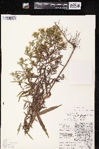 Symphyotrichum lateriflorum var. hirsuticaule image