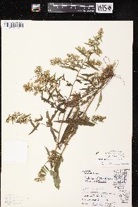 Symphyotrichum lateriflorum var. lateriflorum image