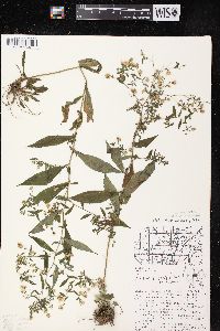 Symphyotrichum lateriflorum var. lateriflorum image