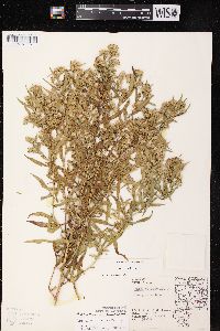 Symphyotrichum lateriflorum var. hirsuticaule image