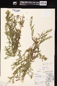 Symphyotrichum lateriflorum var. hirsuticaule image